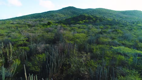 Low-flying-aerial-dolly-soars-above-dry-cactus-and-shrubland-of-Curacao-towards-mountains