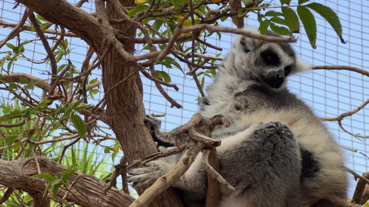 lémur en un zoológico de tenerife durante el día, de cerca