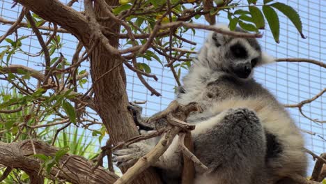 lemur in a tenerife zoo during the day, close up