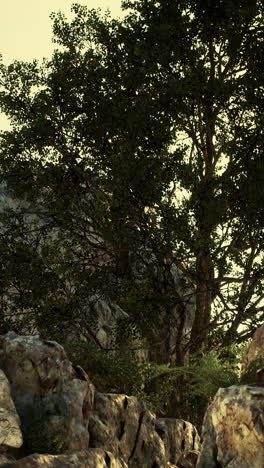 tree on rocky mountain landscape