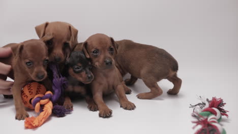 cute dog litter with toys, miniature pinschers puppies, static shot on white background