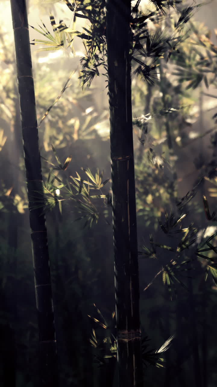 rayos de sol a través de un bosque de bambú