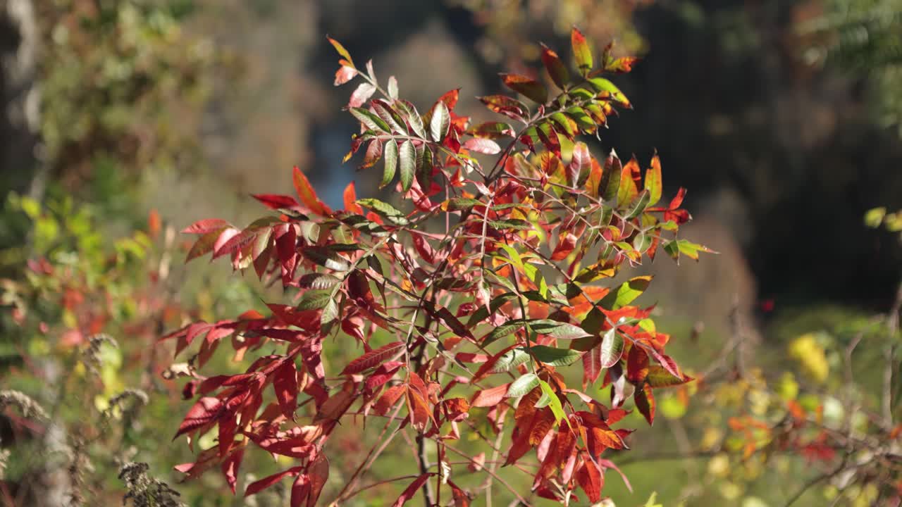 Static shot of red and orange autumn leaves swaying gently in the breeze, with a blurred forest backdrop creating a peaceful atmosphere.