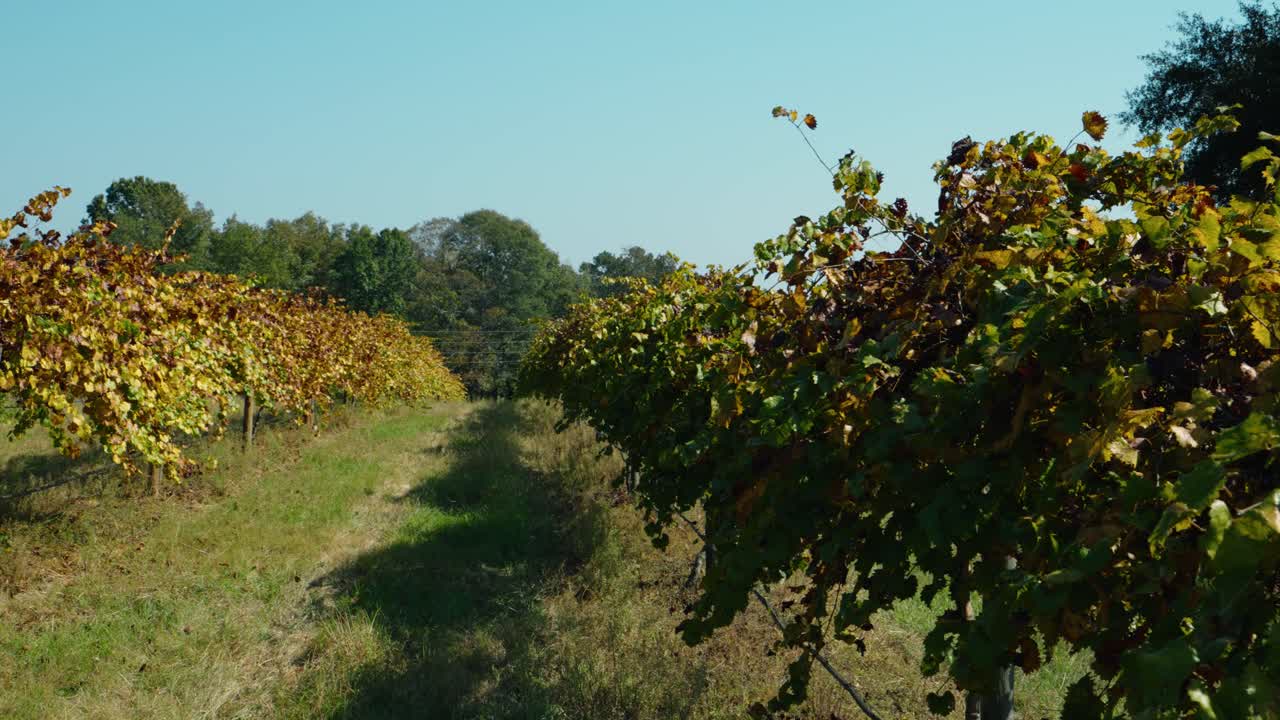 Dynamic side-moving shot revealing the full vineyard row in a serene South Georgia winery. Autumn leaves create warm tones and highlight the beauty of the vineyard during the harvest season.