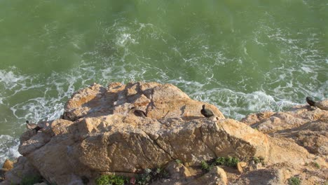 group of cormorants resting on the sea rocks