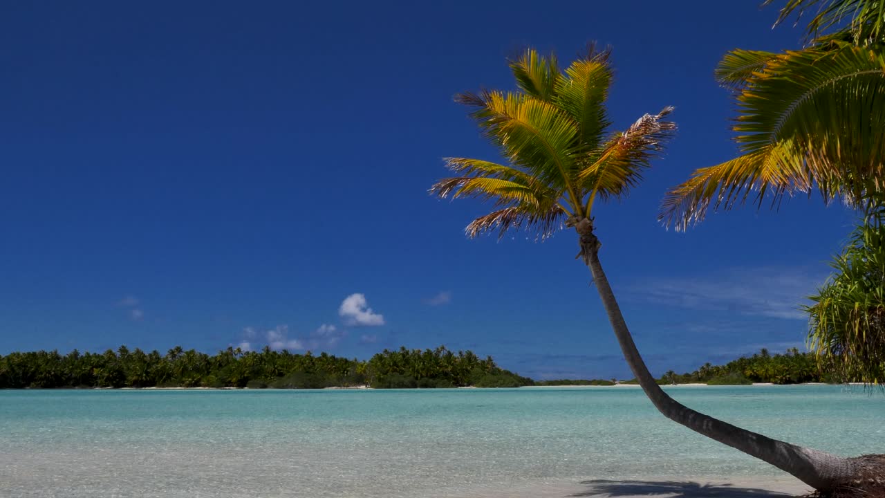 Palma da cocco sulla più bella spiaggia tropicale dell'atollo di Fakarava, Polinesia Francese, con acqua cristallina della laguna blu sullo sfondo
