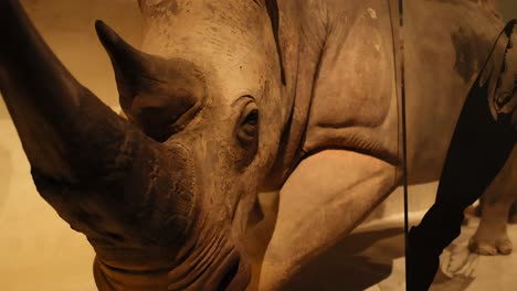 close-up of a taxidermy rhino exhibit