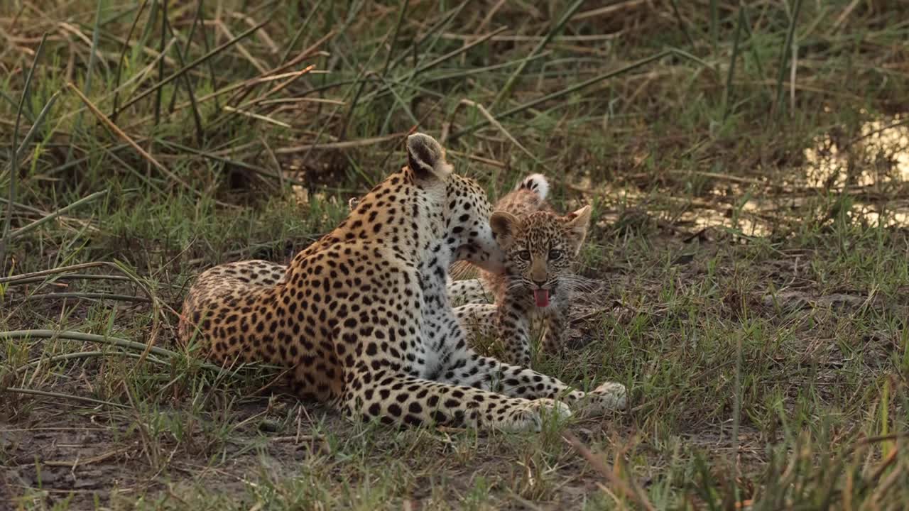 plano general de una leopardo hembra acicalando a su pequeño cachorro con luz dorada, khwai, botswana