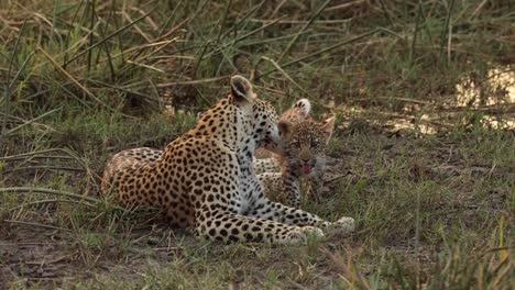 Wide-shot-of-a-female-leopard-grooming-her-tiny-cub-in-golden-light,-Khwai-Botswana