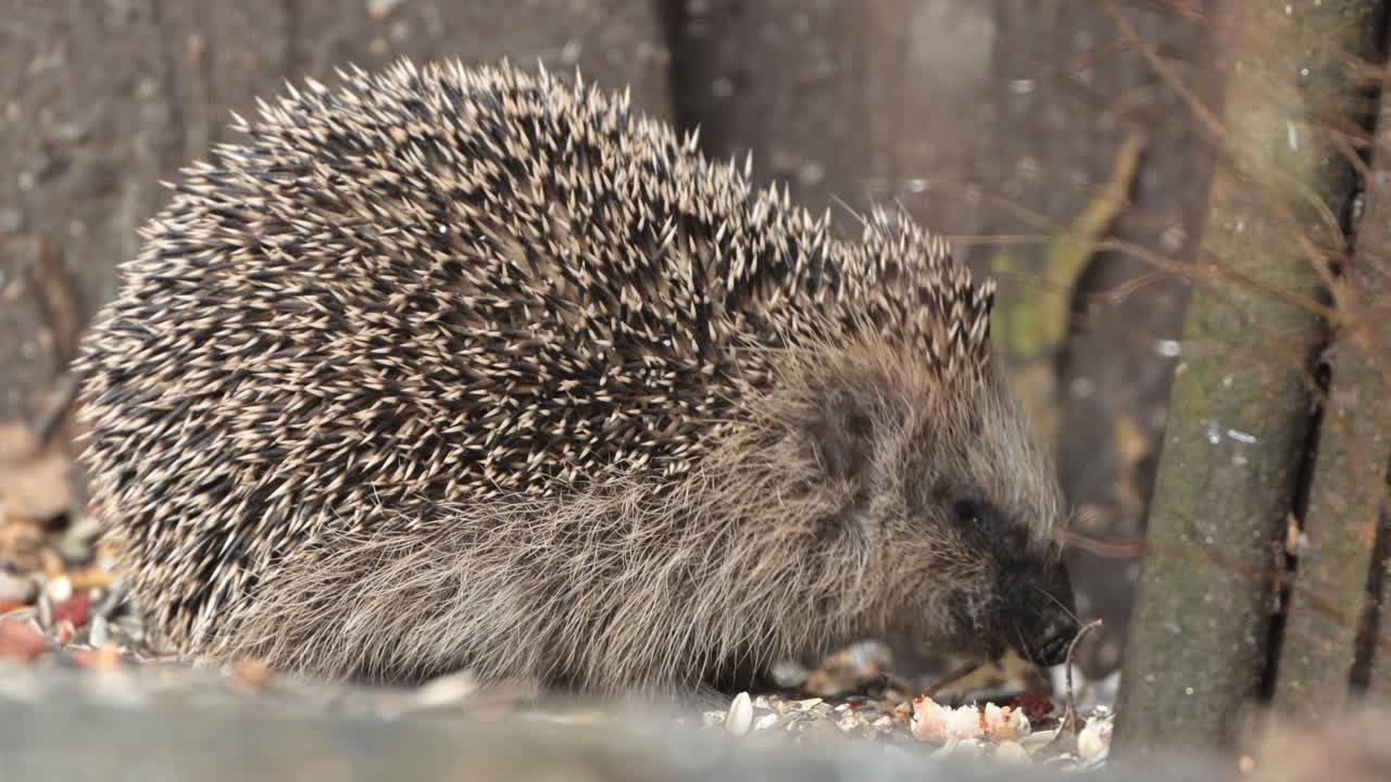 Nahaufnahme eines Igels, der im Garten Vogelfutter frisst.