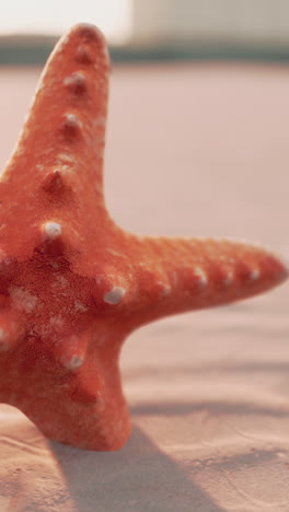 closeup of a starfish on a sandy beach