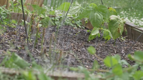 vegetable garden plants being watered watering can fountain bean sprouts soil nurture slow motion