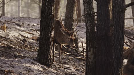 Red-deer-eating-in-forest,-closeup-view-of-wildlife-in-Portugal,-Europe