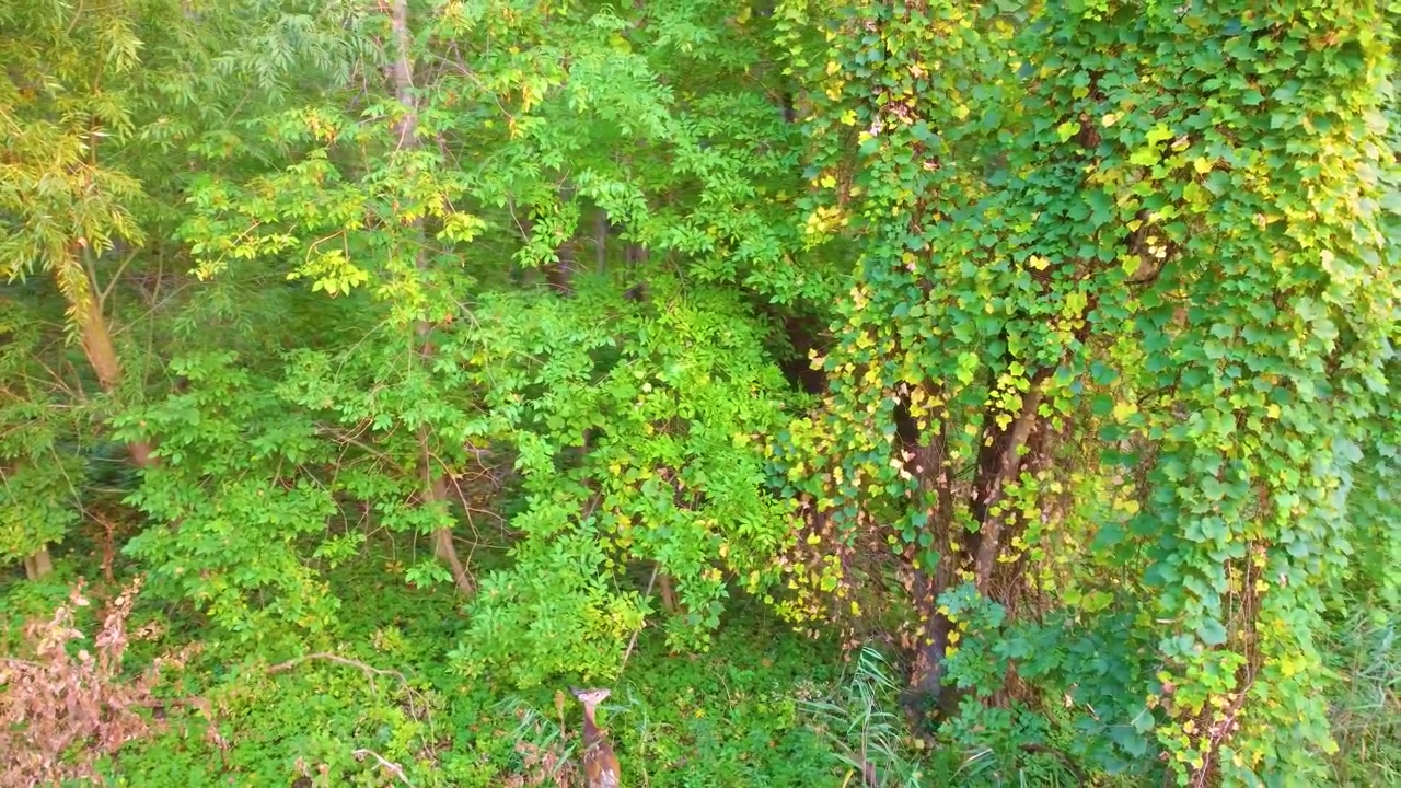 Video aereo di un giovane cervo dalla coda bianca che mangia foglie da un piccolo albero.