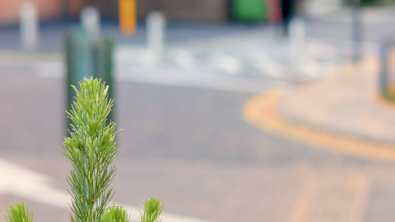 소나무 가지가 흐릿한 도시 배경에 두드러지게 서서 도시 생활 가운데 자연을 강조합니다.