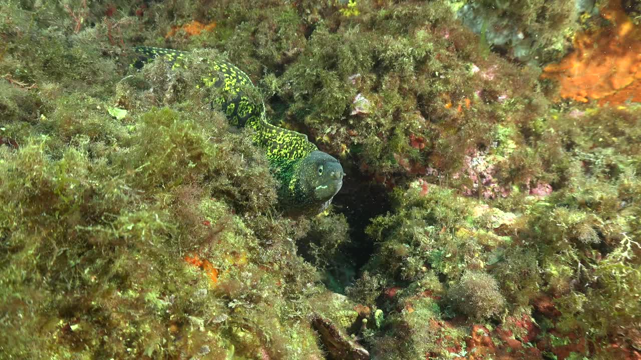 Moray eel hiding in coral reef Mediterranean Sea