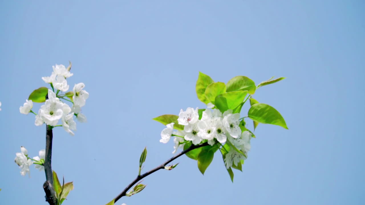 날아다니는 벌이 꽃가루를 모으고, 꽃받침을 모으고 꽃이 피는 하 꽃으로 가득 찬 과일 나무 가지에서 꽃가락을 모으며, 열심히 일하는 비디오