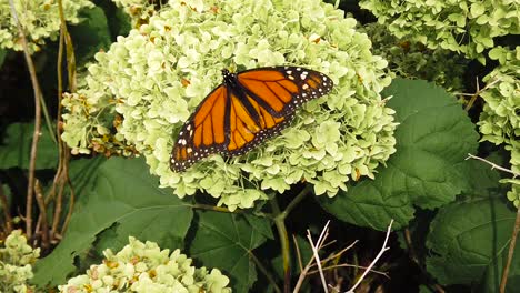 slow motion butterfly medium overhead shot on green plant two