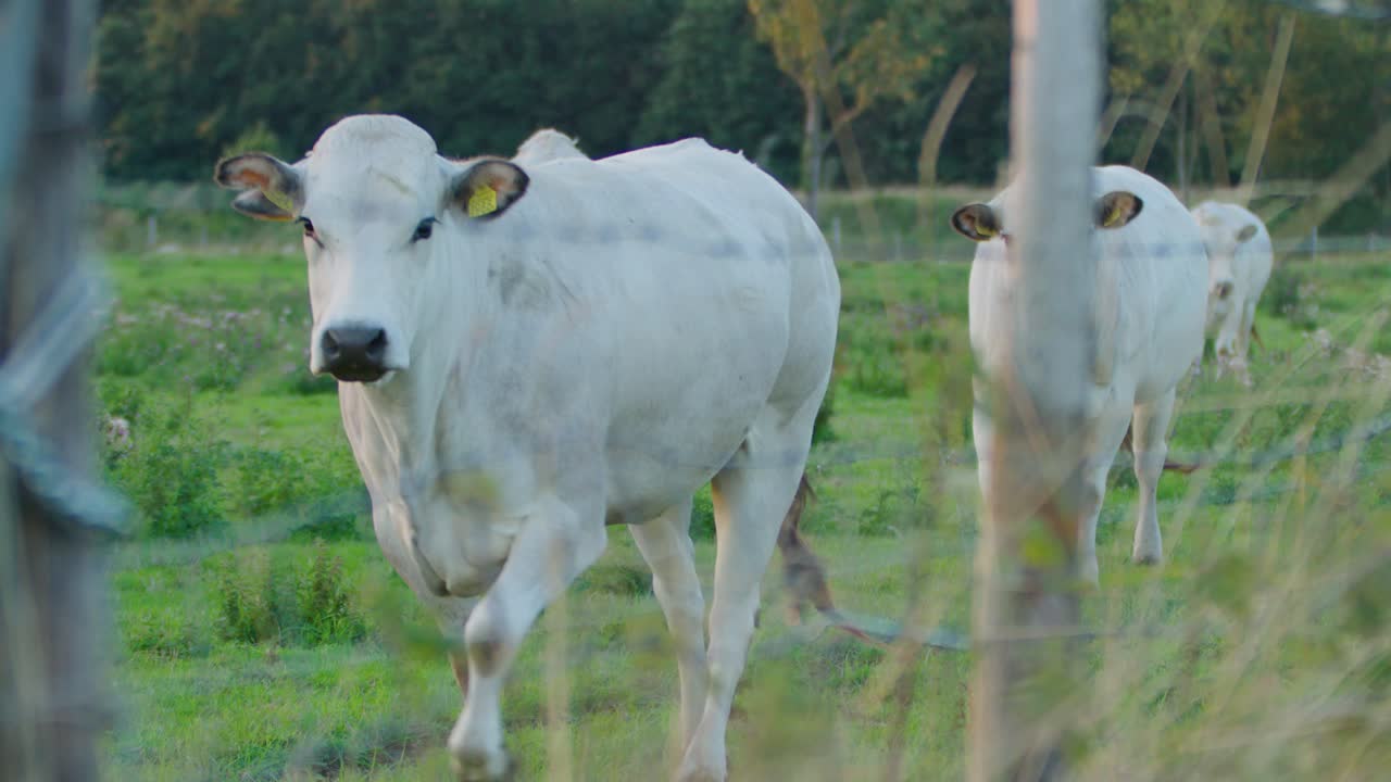 Mandria di mucche bianche in un campo, recinzione sfocata in primo piano, SLOMO.