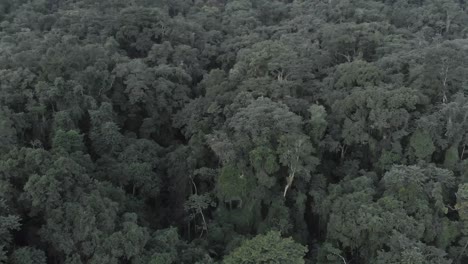 beautifull tree details brazilian rainforest drone footage 4k