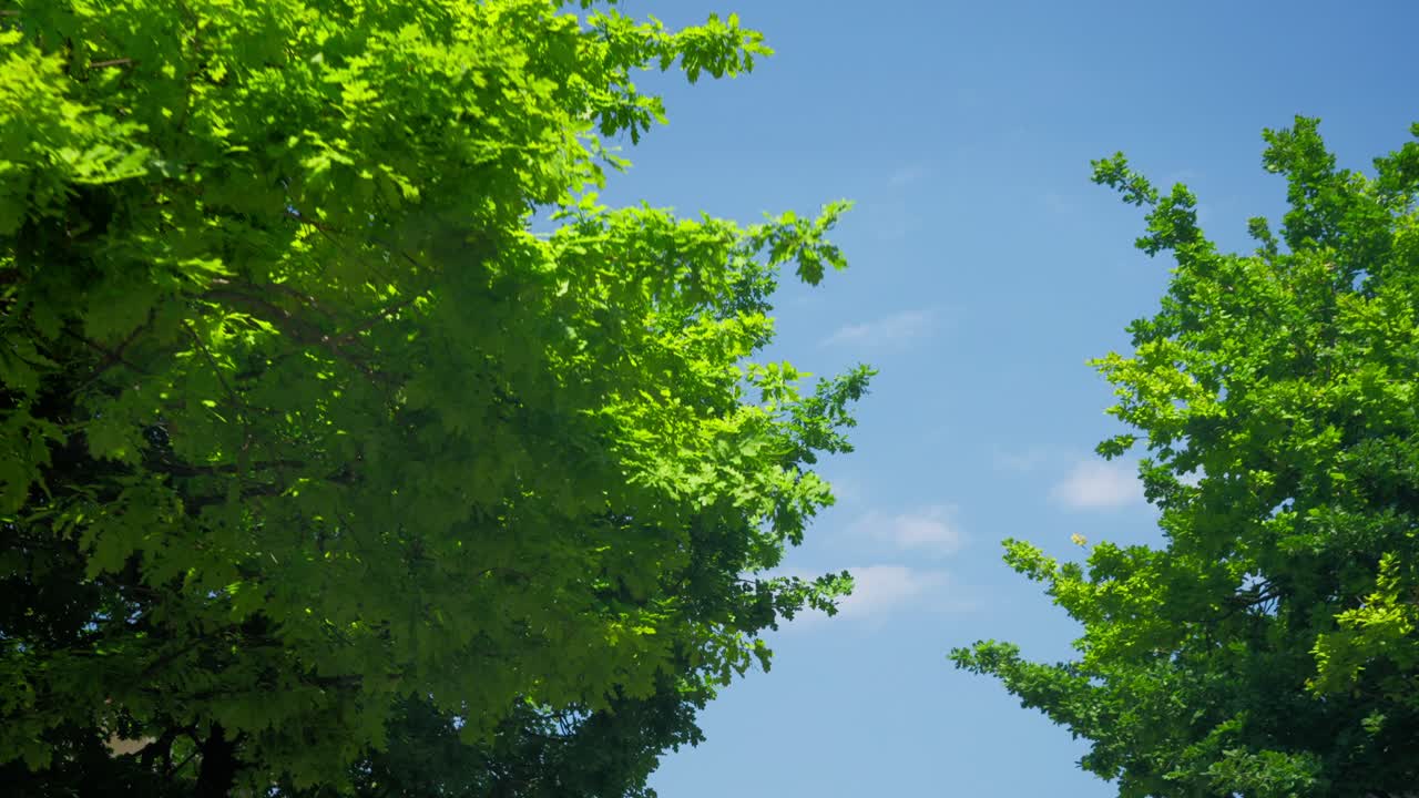 Bright green tree foliage framed against a clear, vibrant blue sky with wispy clouds