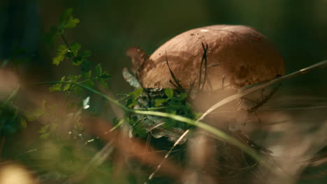 Edible-plant-mushroom-in-field-in-autumn-woodland-calmness-meditative-vibes.