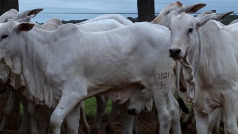 herd of domestic white nelore cows walking in a crowded pen on a gloomy day