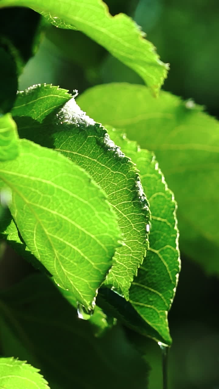 Watering on the garden leaves. Water droplets splashing from sprinkler on the green leaves. Vertical video