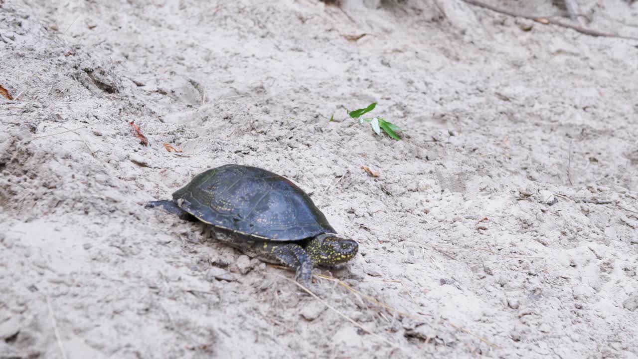 европейская речная черепаха ползает по мокрому песку к воде.