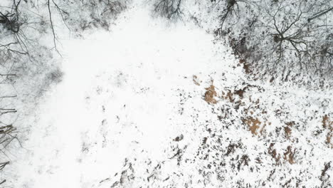 toma aérea de un bosque de invierno vacío en las orillas de un lago cubierto de nieve congelada