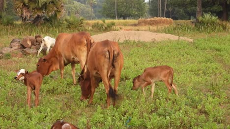 vacas domésticas jóvenes en tierras de pasto y jugando con mamá