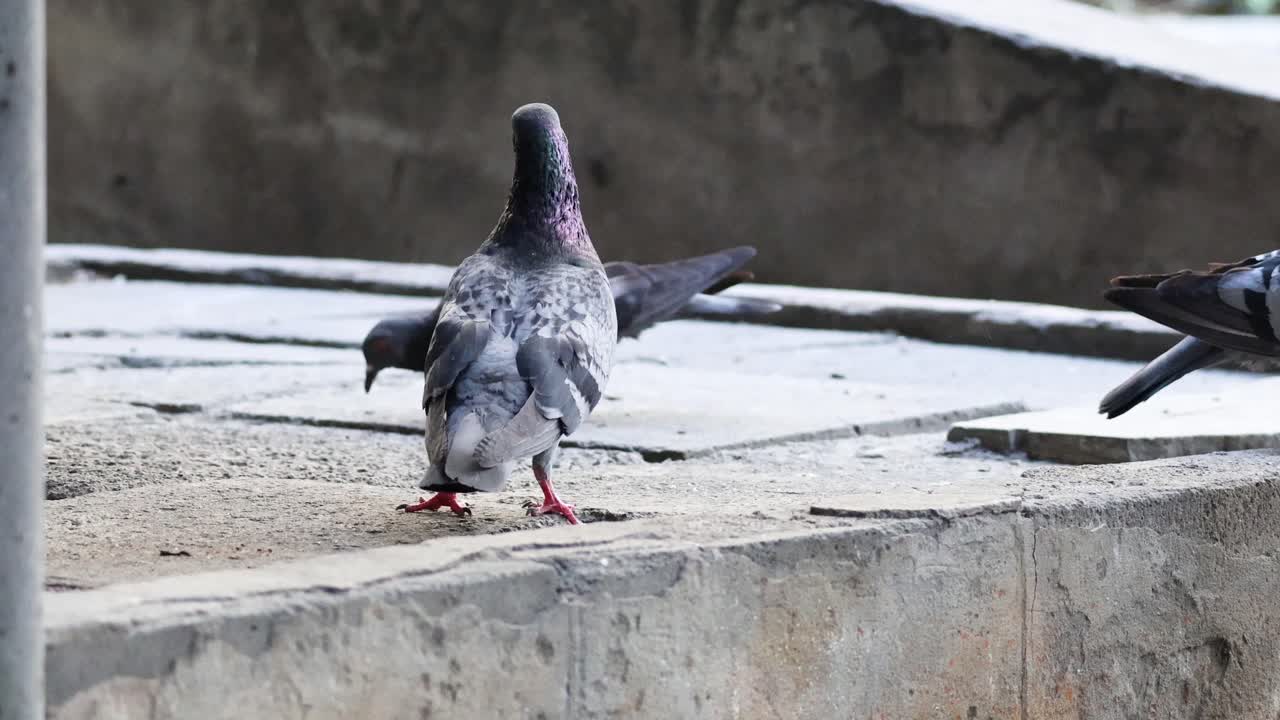 계단 에서 여러 가지 행동 을 하는 비둘기 들