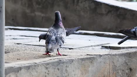 palomas que muestran varios comportamientos en los escalones