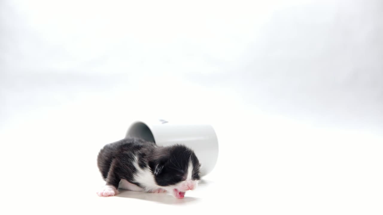 1주 된 새끼 고양이가 기울어진 커피 머그에서 기어나옵니다.