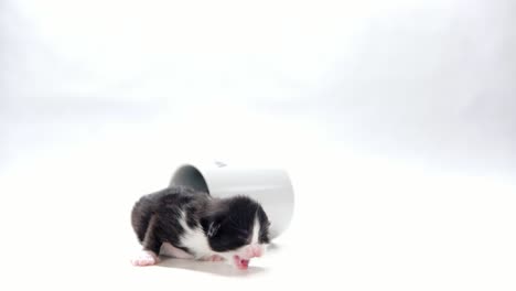 1-week-old kitten crawls out of a tipped over coffee mug