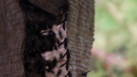 wasps build their nest in the jungle