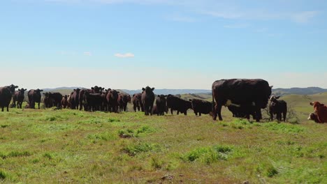 herd of cattle grouped at the top of a green hill watching the camera