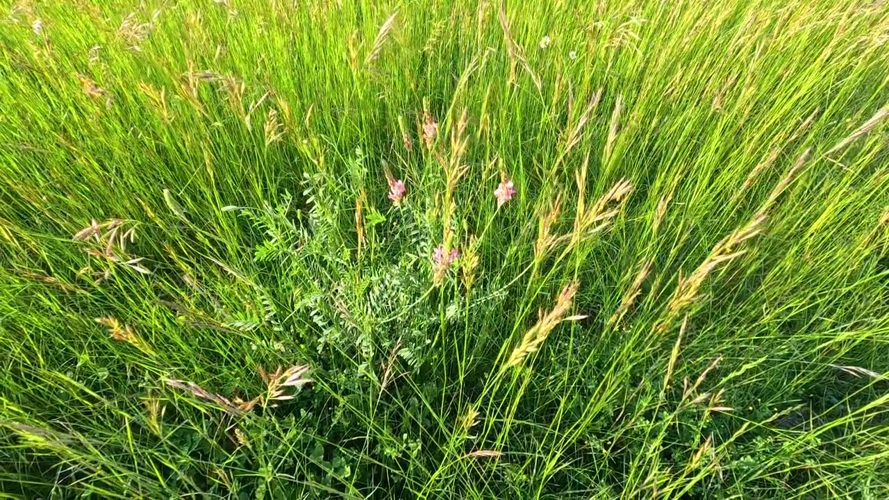 Fugleperspektiv af levende grønt græs og lyserøde vilde blomster, der svajer i skarpt sommersolskin