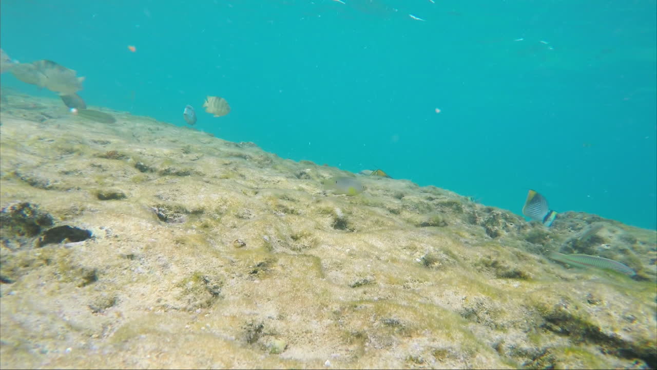 смартфон тонет в морской воде вокруг плавают рыбы свобода от технологий