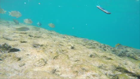 el teléfono inteligente se está ahogando en el agua del mar alrededor de los peces nadando libres de tecnología