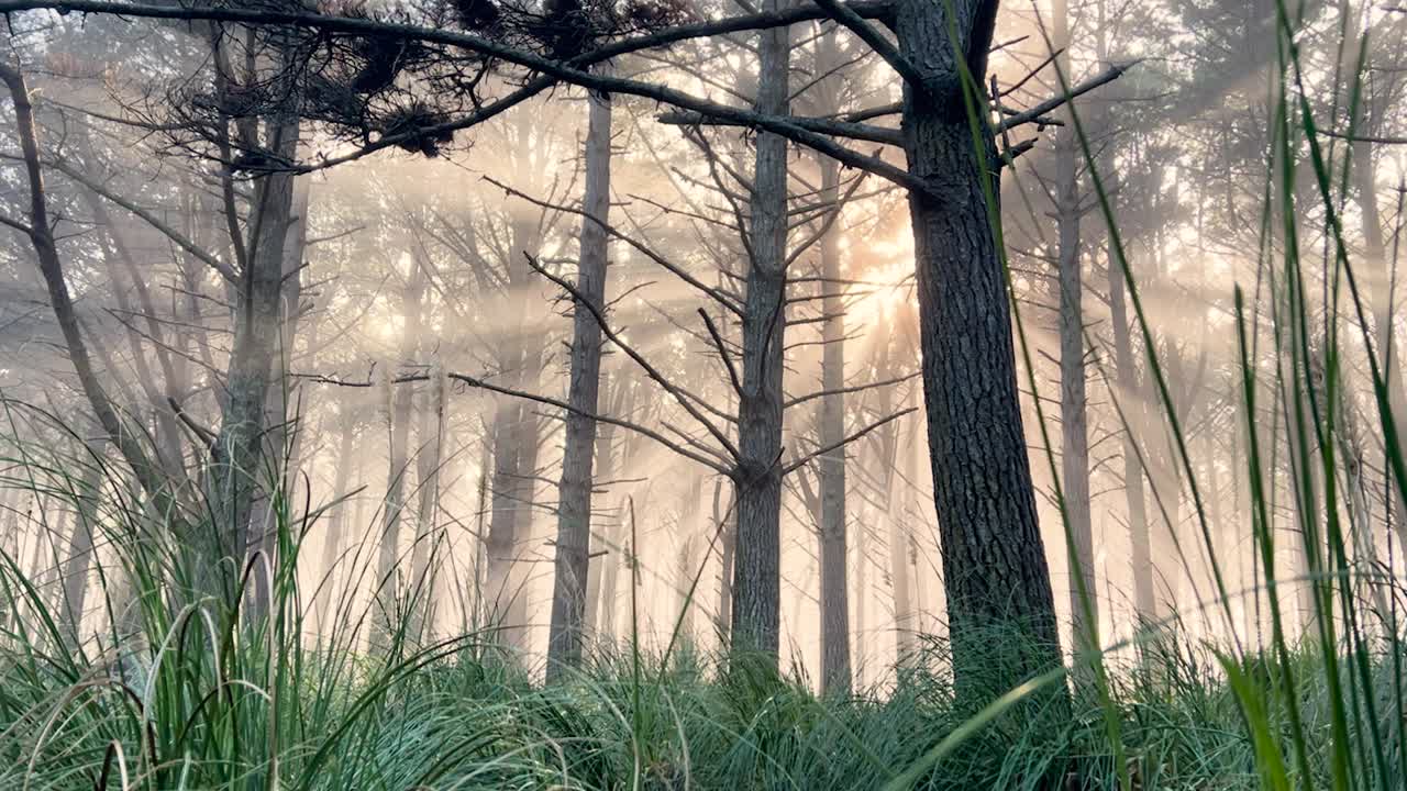 Misty forest with sun rays filtering through trees, calm and serene scene