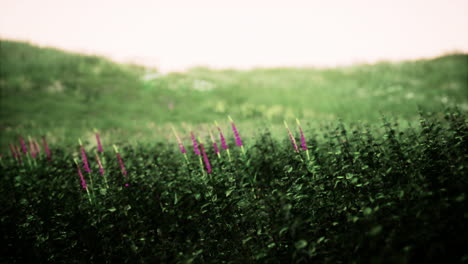 Toskanische-Landschaft-Mit-Wunderschönen-Grünen-Hügeln-Im-Frühling