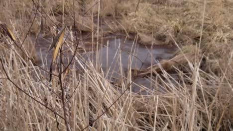 Agua-De-Pantano-Con-Hierba-Alta-En-Primer-Plano