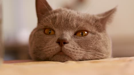 Primer-Plano-De-La-Cabeza-De-Un-Gato-Británico-De-Pelo-Corto-Descansando-Sobre-Una-Mesa