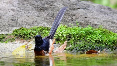 White-rumped-Shama-bathing-in-the-forest-during-a-hot-day,-Copsychus-malabaricus,-in-Slow-Motion