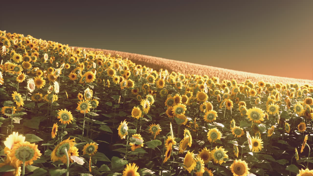 campo de girasoles bañado en la luz dorada del sol poniente