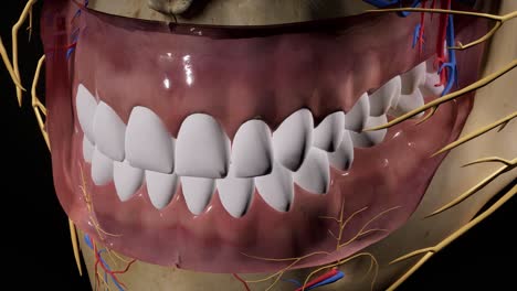 cráneo facial. nervios faciales anatomía de la cabeza. animación en 3d