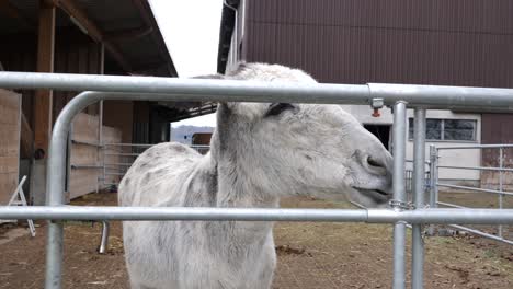 burro blanco hambriento en la granja atascando la cabeza entre rejillas en busca de comida