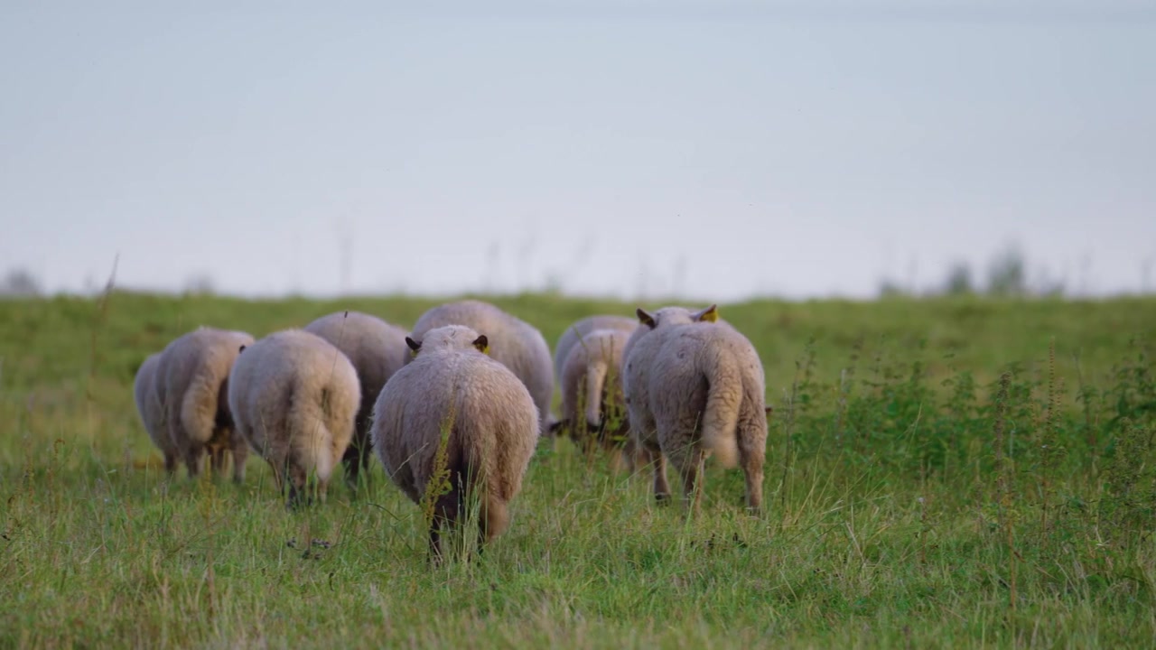 Bakfra-utsikt av en flokk tamme sauer som går bort på en gresskledd beitebakke under klar blå himmel i den gylne timen. Solnedgangsfarger på landsbygda