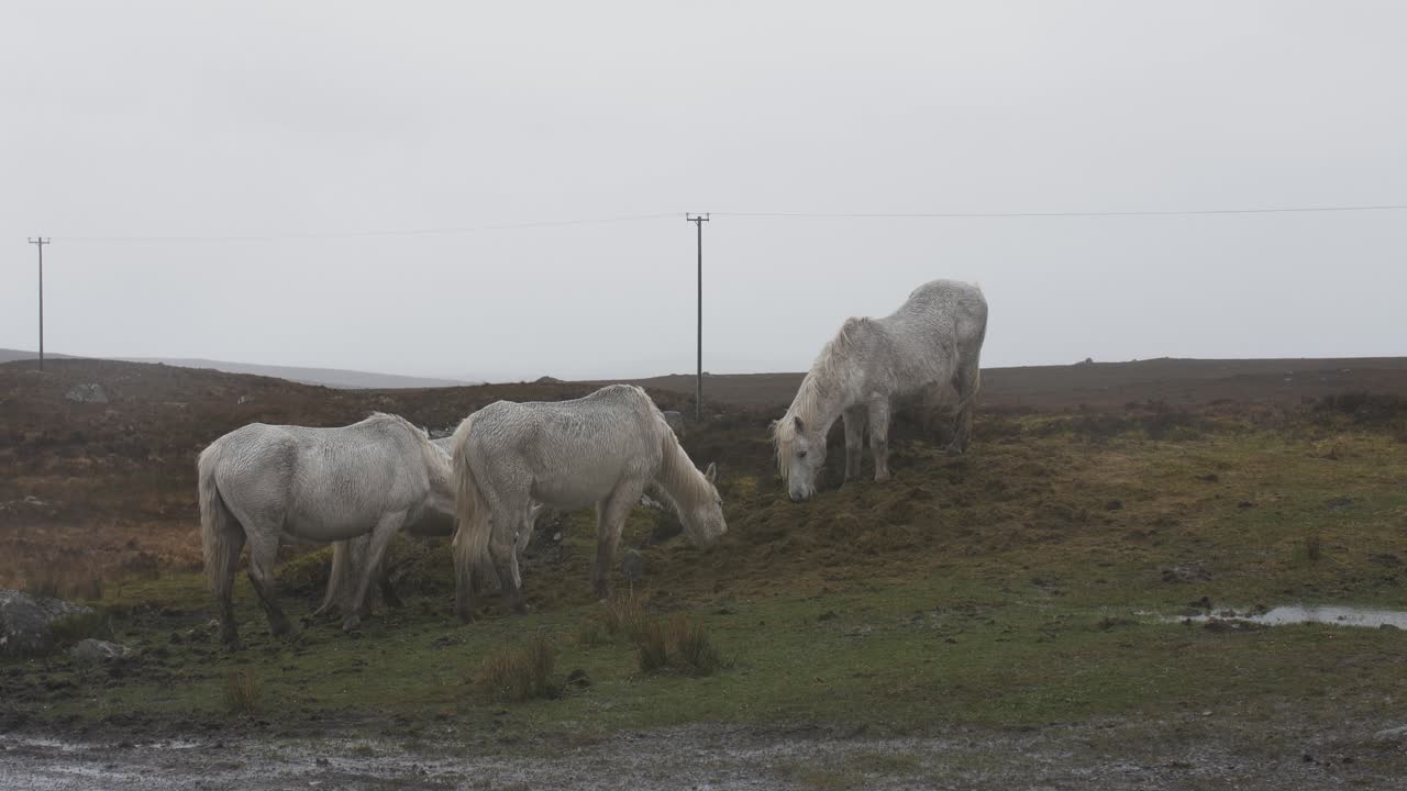 Wilde Pferde im Hochland Irlands.